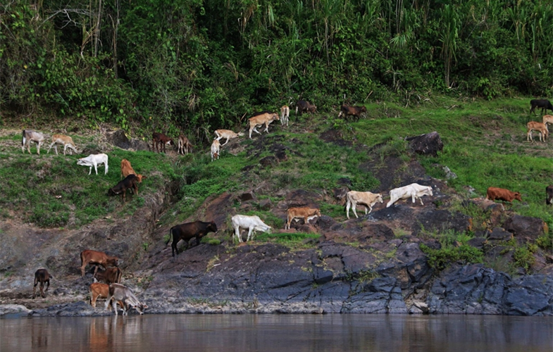 Illegal cattle ranching in Moskitia @WCS Mesoamérica and Western Caribbean